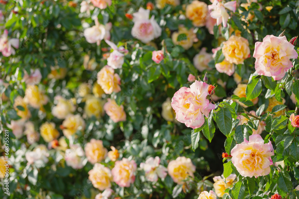 background of yellow and pink roses in sunlight