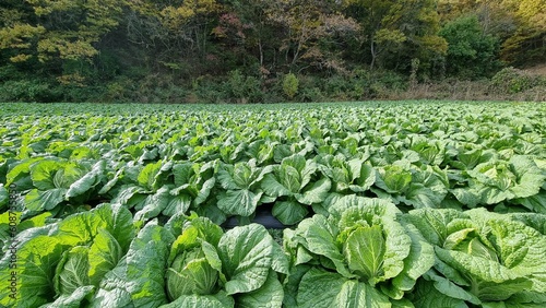 rows of cabbage