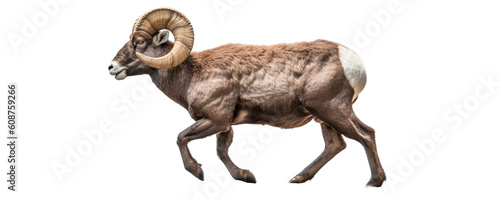 an isolated Rocky Mountain Big Horned Sheep ram, full body in various positions, Wildlife-themed, photorealistic illustration on a transparent background cutout in PNG. Generative AI © Purple Penguin GFX