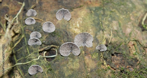 Mushroom is a nature Seacrest  photo