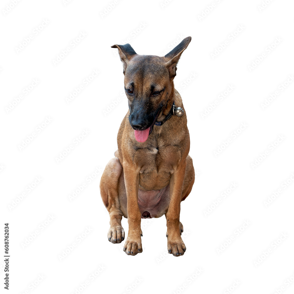 Obraz premium Playful brown mongrel dog sitting with a tongue out, exuding joy and capturing hearts with its irresistible cuteness. Isolated.