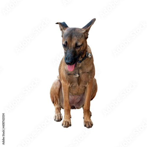 Playful brown mongrel dog sitting with a tongue out  exuding joy and capturing hearts with its irresistible cuteness. Isolated.