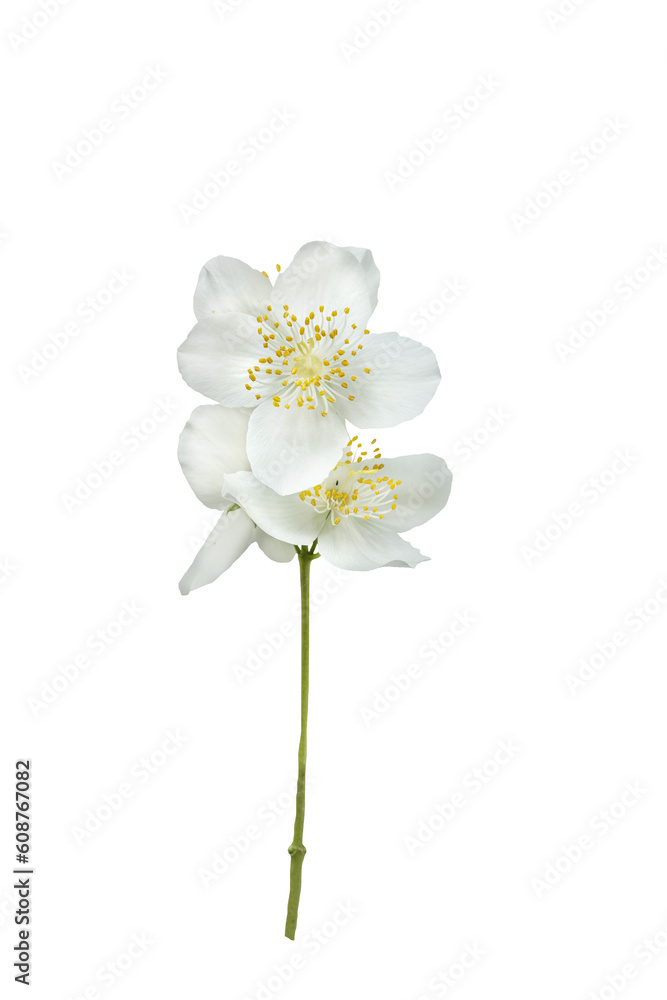 Obraz premium White delicate jasmine flowers. Mock orange garden.Isolate on white