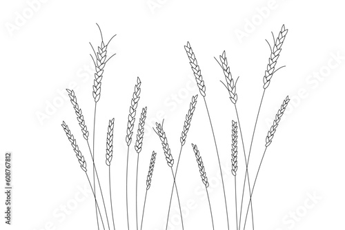 Vector linear field with ears. Wheat field. Wheat of different heights