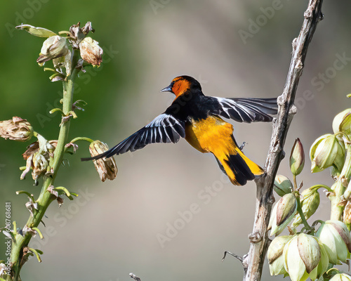Εκτύπωση καμβά bullocks oriole on a yucca