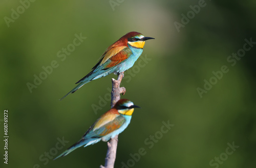 A European bee-eater (Merops apiaster) from Africa, close-up in the soft morning sun