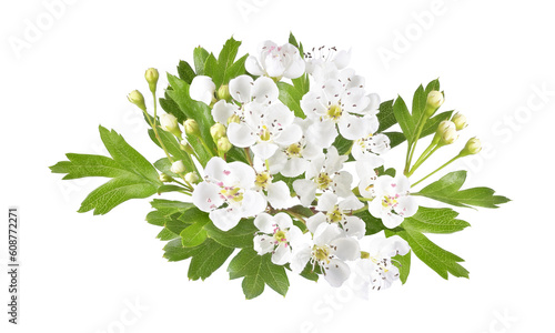 white hawthorn flower isolated in spring photo