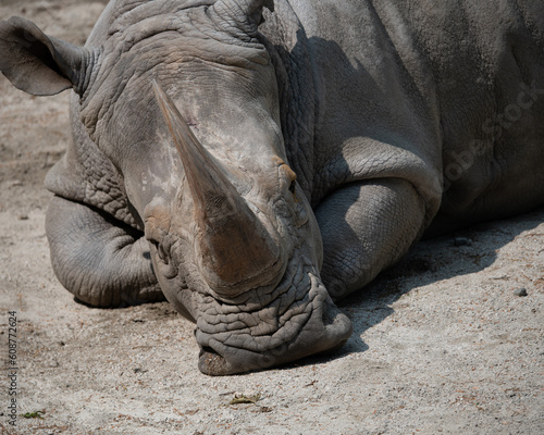 White Rhino laying down in sun.