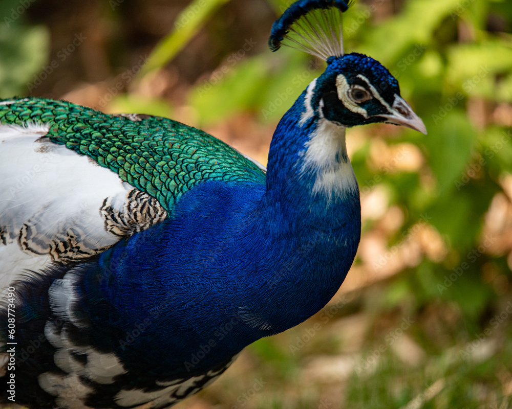 Colorful Peacock in green environment Colorful Peacock in green environment