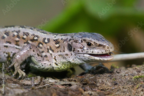 Lacerta agilis aka sand lizard female is feeding herself on sunny place near to Bečva river in springtime. There are visible insect legs in her mouth. Common reptile in Czech republic.