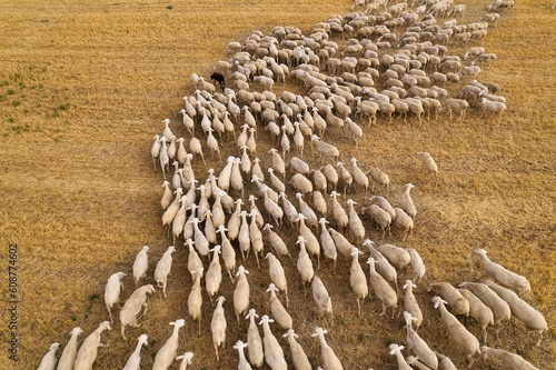 Fotografie Aerial top view of a flock (pack) of grazing sheep in the agricultural fields