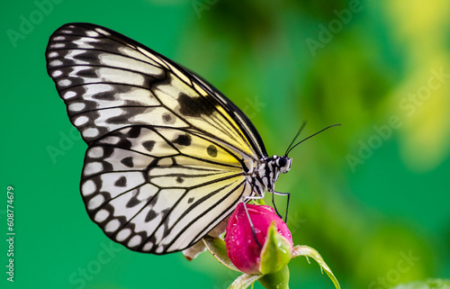 butterfly on flower © Ali
