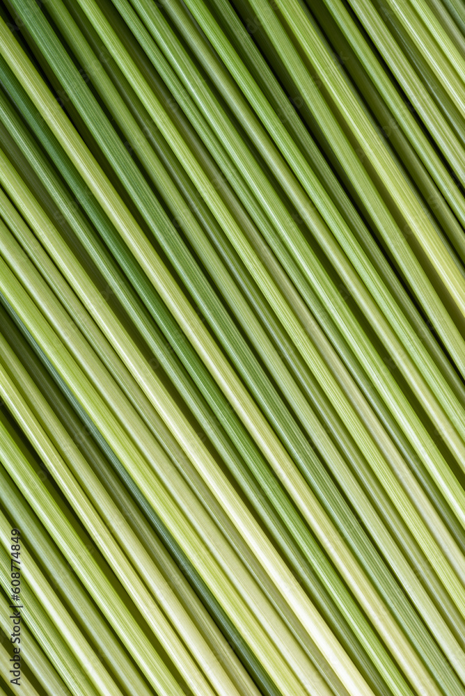 Stems of green grass as a natural backdrop Stems of green grass as a natural backdrop