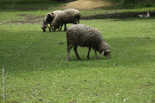 Group of sheeps grazing at the farm