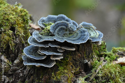 Blue fungi fungus on mossy tree stomp  photo