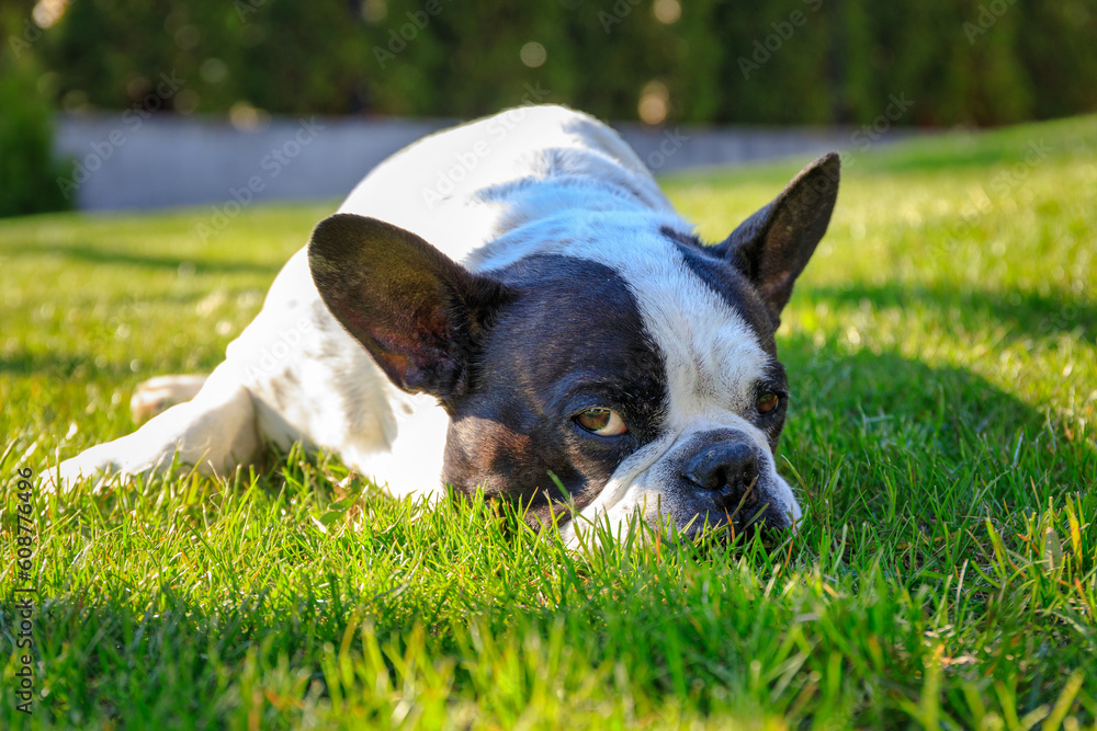 French Bulldog lying in a sunny garden with a green lawn.