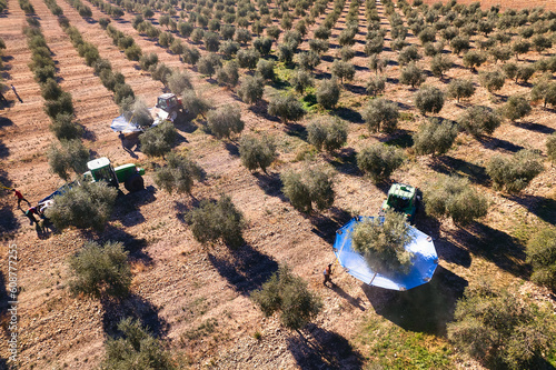 Aerial view of a Close-up to farmers and two tractors with umbrellas harvesting olives. Elevated view of machinery shaking an olive tree in an olive grove for olive harvesting. Oil production in Spain