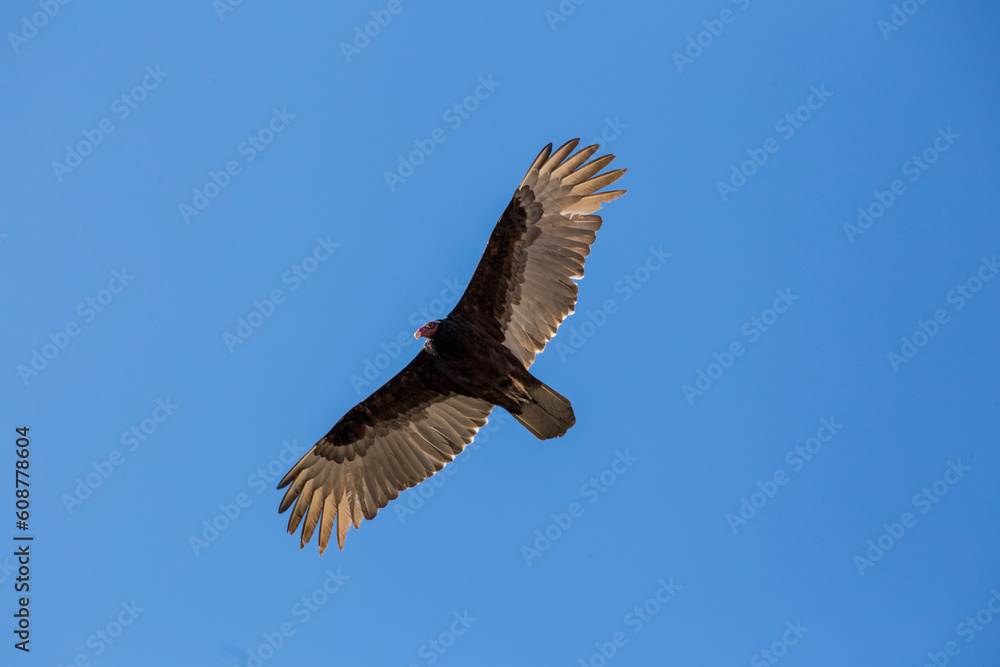 AGUILA AGUILA