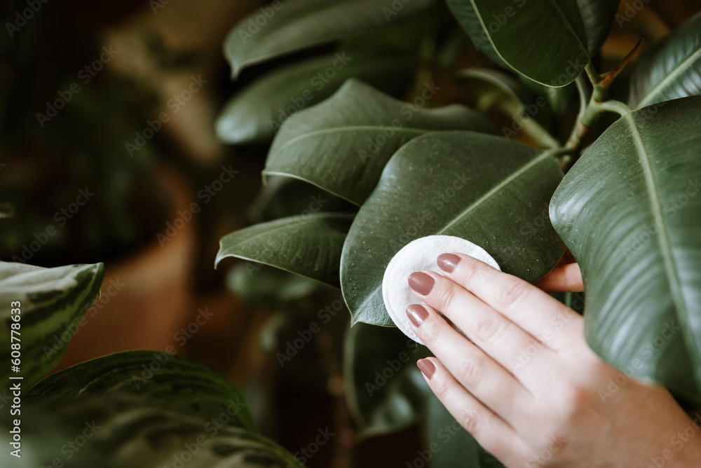 Woman hand wiping dust off green leaves of ficus elastica (rubber plant). Cleaning indoor plants. Woman taking care of houseplants Woman hand wiping dust off green leaves of ficus elastica (rubber plant). Cleaning indoor plants. Woman taking care of houseplants