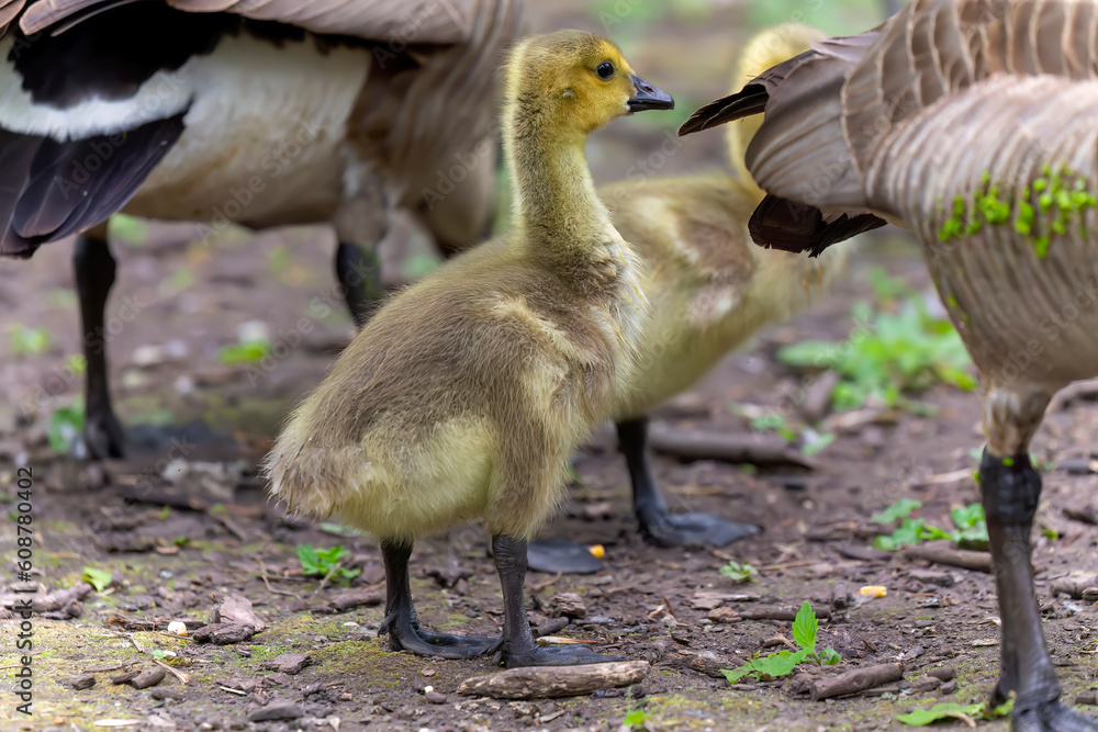Canada goose (Branta canadensis) gosling on a meadow. Canada goose (Branta canadensis) gosling on a meadow.