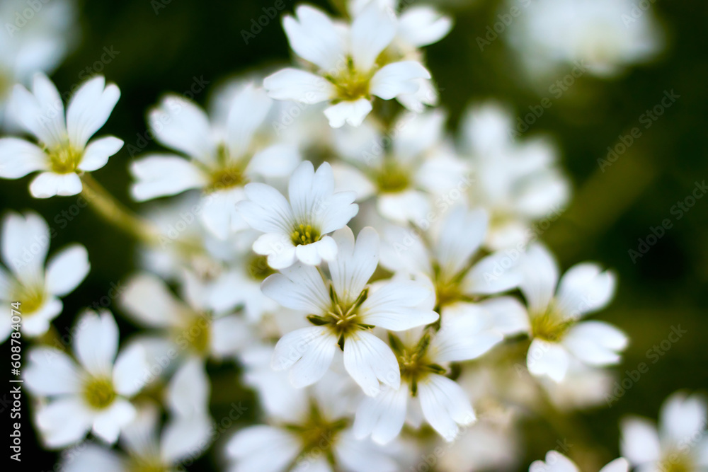 white flowers in the garden