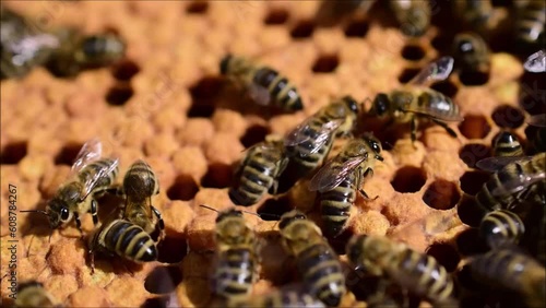 Bienen bei der Frühlingsrevision auf Brutraum mit Brutlücken