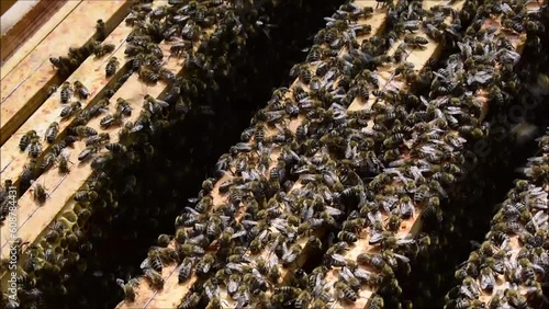 Bienenwaben mit vielen Bienen im Frühling im Bienenstock	
