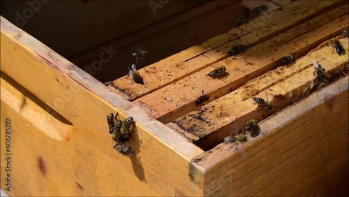 Bienenwaben mit vielen Bienen im Frühling im Bienenstock	
