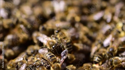 Bienen in Nahaufnahme im Bienestock, dichte Bienenpopulation