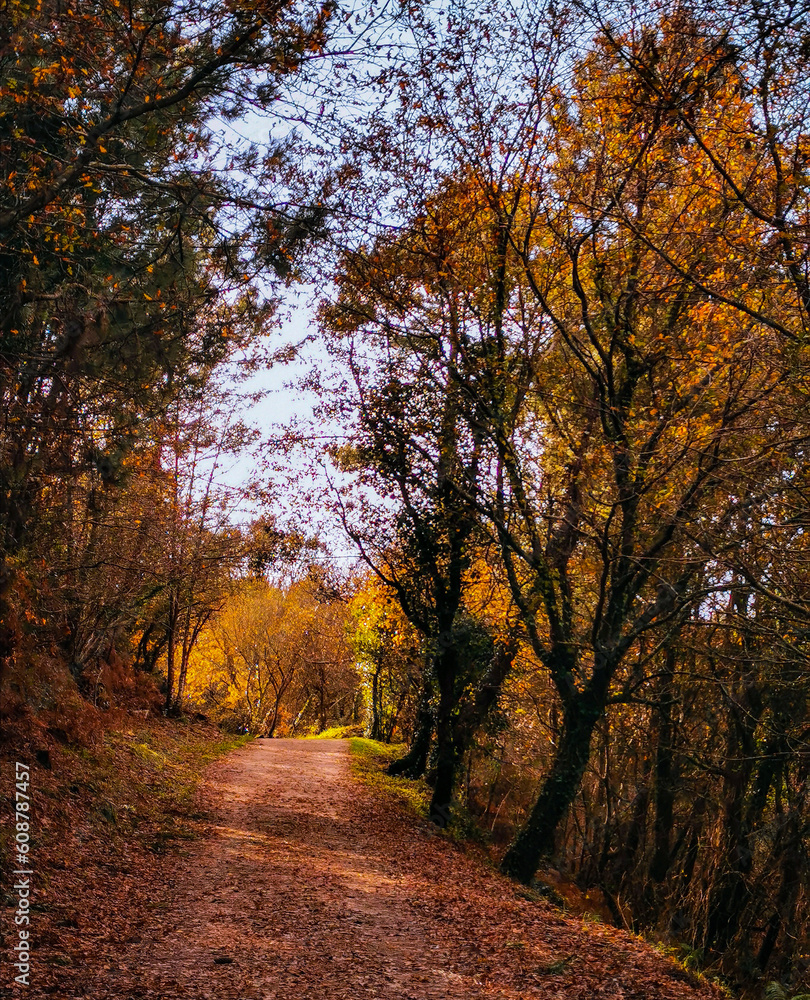 Fototapeta premium Camino de Santiago por el bosque en Galicia.