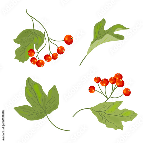 Cuadro en lienzo Vector set of guelder rose or viburnum elements