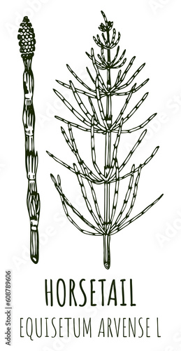 Drawings of FIELD HORSETAIL. Hand drawn illustration. Latin name EQUISETUM ARVENSE L. photo