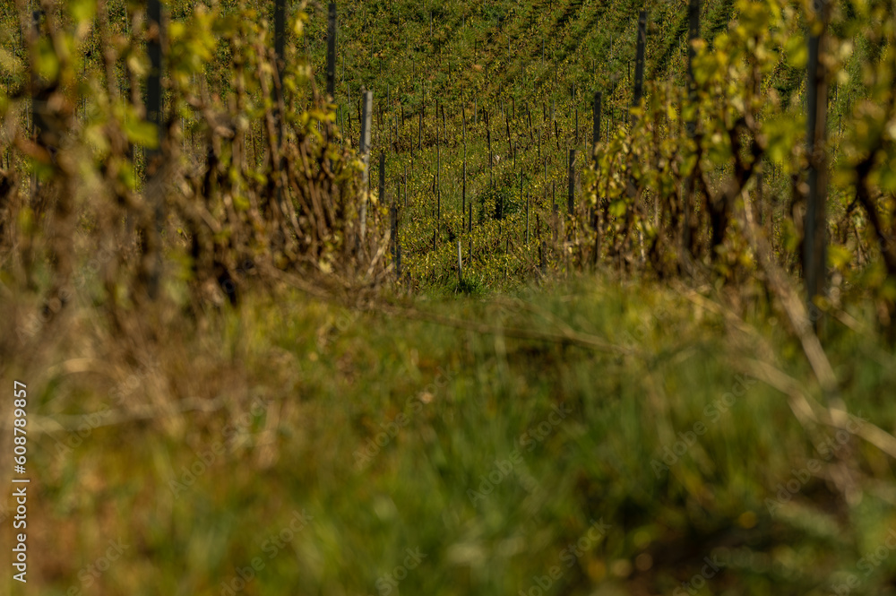 nature vignes vignerons champagne printemps nature vignes vignerons champagne printemps