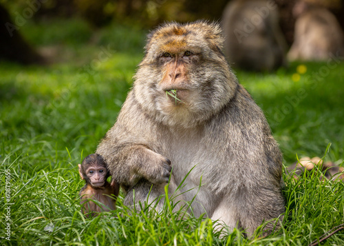 Photography Barbary Macaque, Trentham Monkey Forest, Stoke-on-Trent