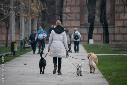 Photography Woman professional dog walker exercising dogs in public park Tasmajdan in Belg