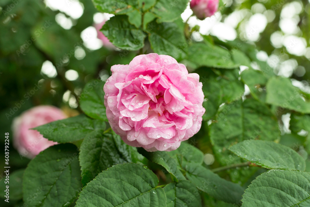 Roses flower blooming in garden, closeup view Roses flower blooming in garden, closeup view