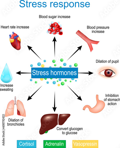 Stress response. Fight-or-flight response. stress hormones.