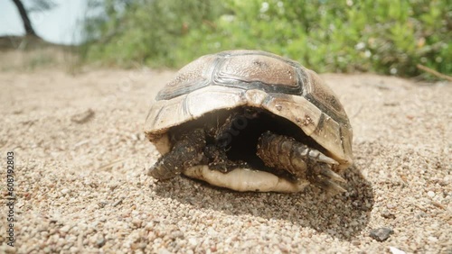 A dead small turtle on the sand, only legs and shell remain. Dolly slider extreme close-up. photo