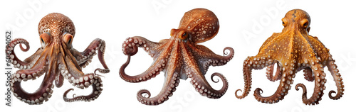 Octopus, many angles and view portrait side back head shot isolated on transparent background cutout, PNG file © Sandra Chia