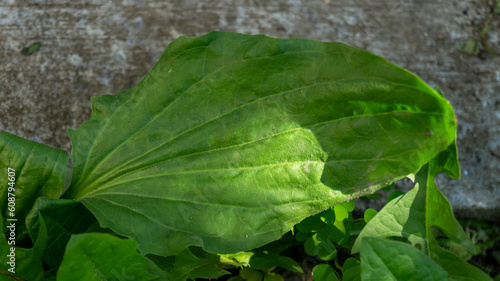 Close-up of plantain leaves. Green plantain leaves. Wild plants. A plant with broad leaves photo