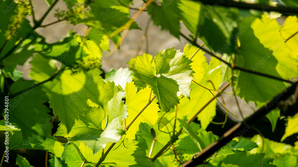 Grape leaves in sunlight. Green grape leaves close-up. Grapes grow on an arch. Grape arch. Cultivation of home grapes. Grape vine in sunlight Grape leaves in sunlight. Green grape leaves close-up. Grapes grow on an arch. Grape arch. Cultivation of home grapes. Grape vine in sunlight