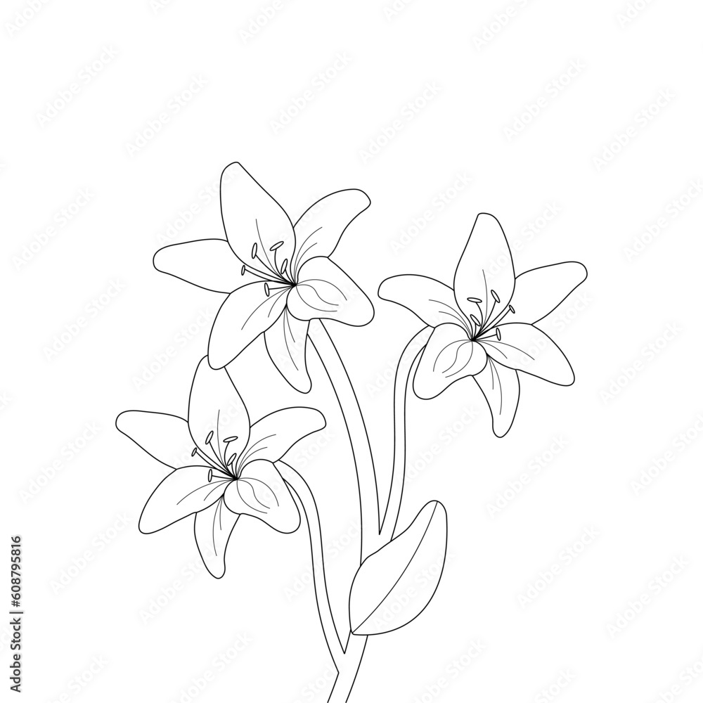 Lily Flower On a White Background isolated Vector illustration in Line Art