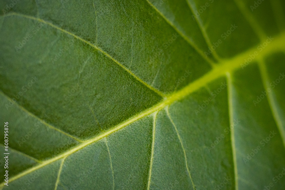 Tobacco plantation with lush green leaves. Super macro close-up of fresh tobacco leaves. Soft selective focus. Artificially created grain for the picture Tobacco plantation with lush green leaves. Super macro close-up of fresh tobacco leaves. Soft selective focus. Artificially created grain for the picture