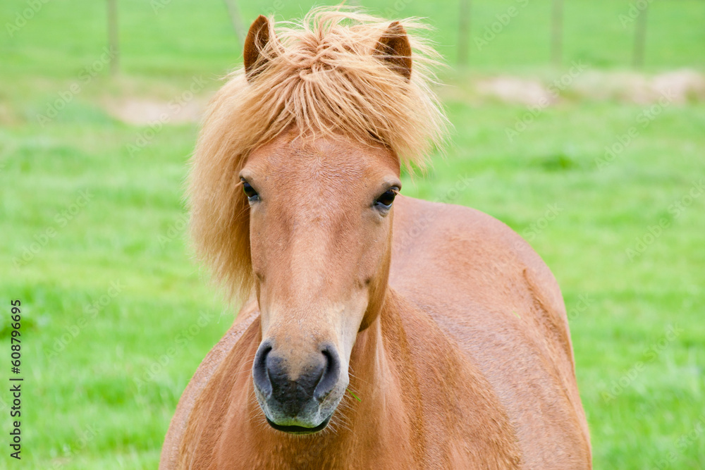 Fototapeta premium A horse in a field in Iceland.