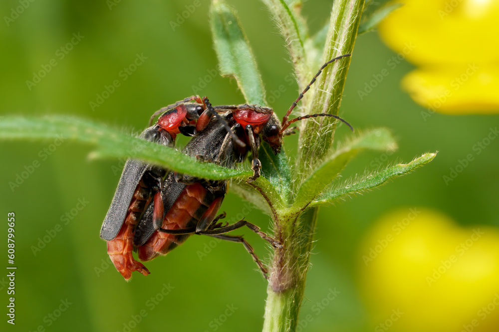 Zwei Soldatenkäfer Cantharis rustica bei der Paarung an einem Pflanzenstängel - Baden-Württemberg, Deutschland Zwei Soldatenkäfer Cantharis rustica bei der Paarung an einem Pflanzenstängel - Baden-Württemberg, Deutschland