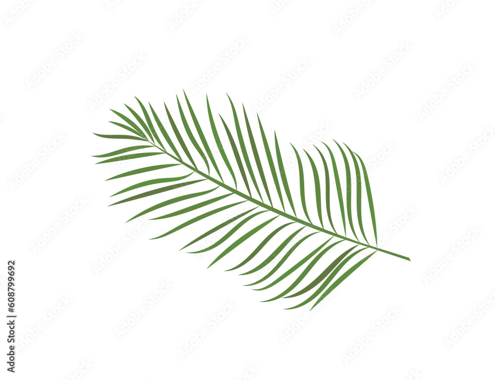 Palm leaf isolated on white background. Nature. Vector icon Palm leaf isolated on white background. Nature. Vector icon
