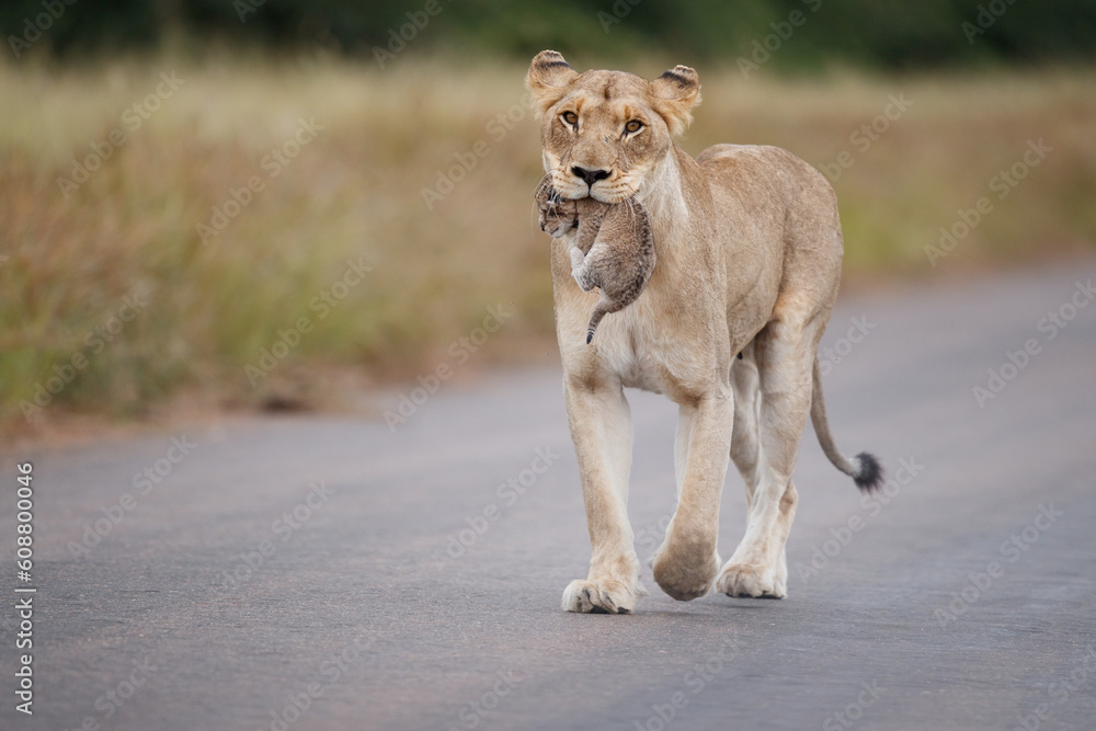 Obraz premium Lioness (Panthera leo) mother walking while carrying her newborn cub in her mouth, Kruger National Park, Mpumalanga, South Africa