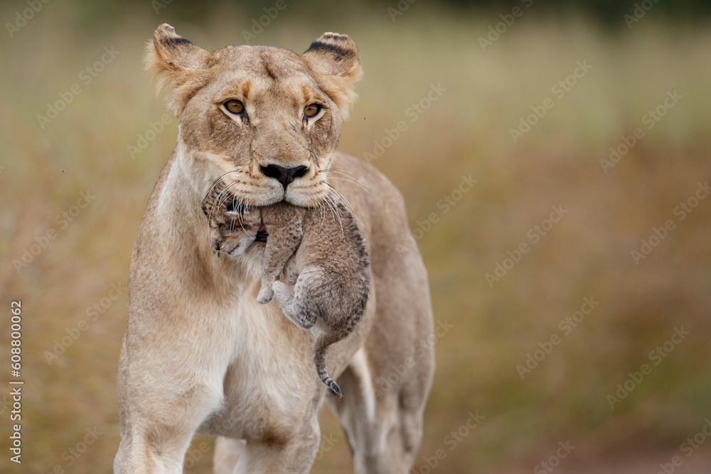 Lioness (Panthera leo) mother walking while carrying her newborn cub in her mouth, Kruger National Park, Mpumalanga, South Africa Lioness (Panthera leo) mother walking while carrying her newborn cub in her mouth, Kruger National Park, Mpumalanga, South Africa