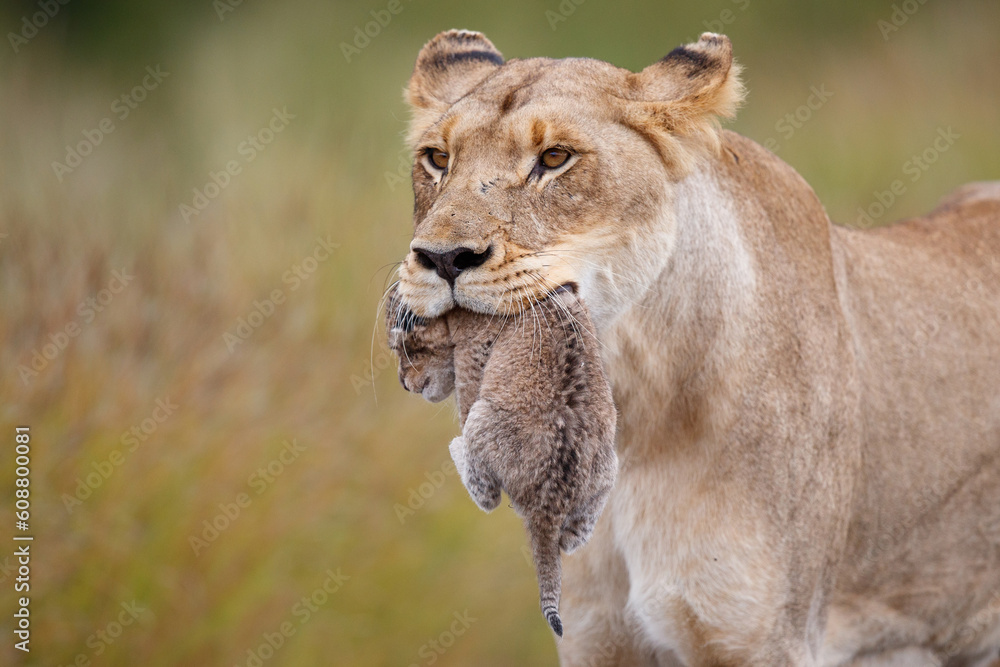 Lioness (Panthera leo) mother walking while carrying her newborn cub in her mouth, Kruger National Park, Mpumalanga, South Africa Lioness (Panthera leo) mother walking while carrying her newborn cub in her mouth, Kruger National Park, Mpumalanga, South Africa