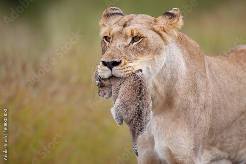Canvas Print Lioness (Panthera leo) mother walking  while carrying her newborn cub in her mou